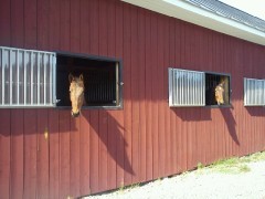 Hästar i solen